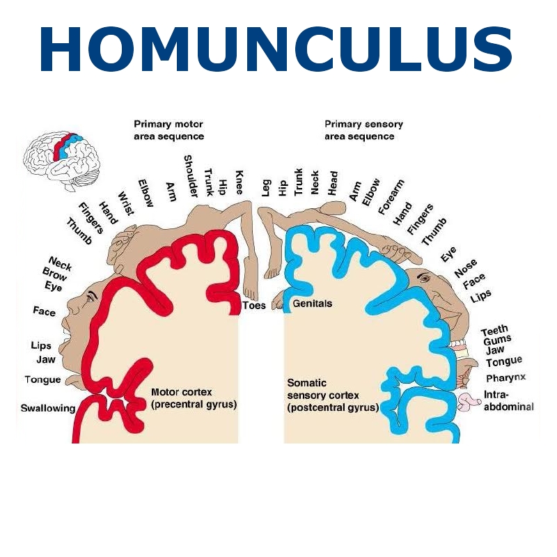 2016-04-13 HOMUNCULUS